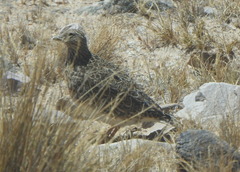 Thinocorus orbignyianus