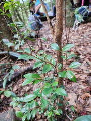 Syzygium elliptifolium