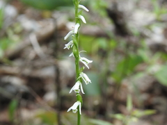Spiranthes lacera lacera