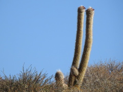 Oreocereus celsianus