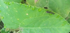 Ponerinae