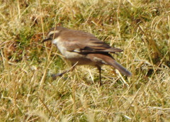 Cinclodes albiventris