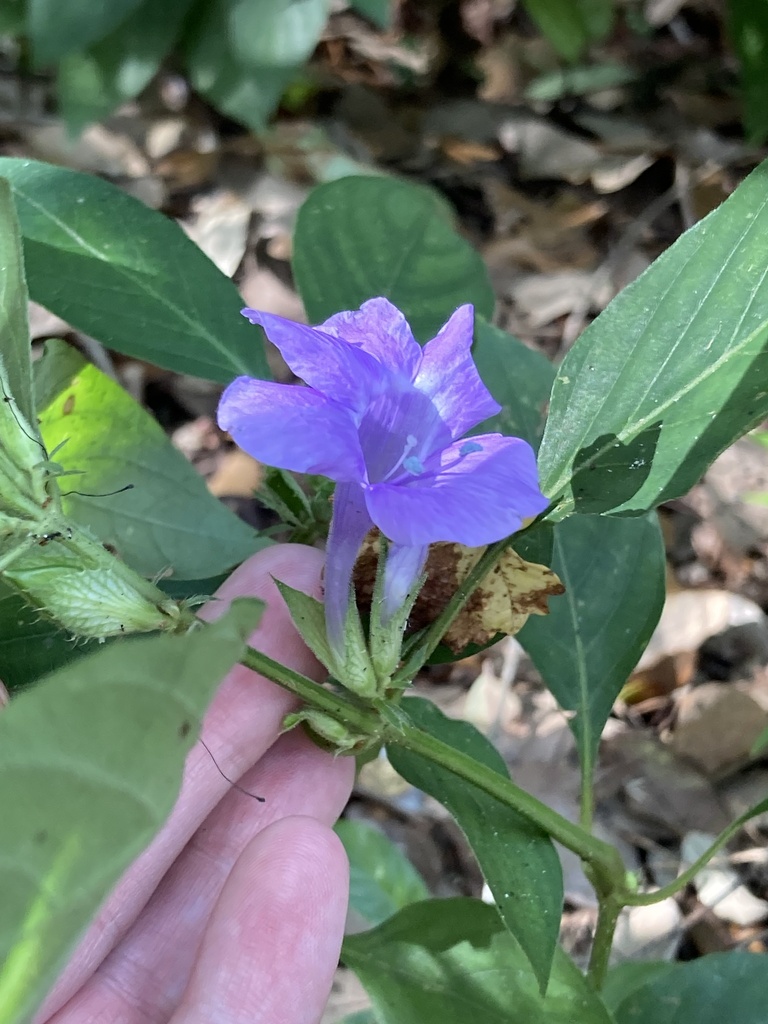 Barleria cristata, Tree Tops Park, Davie, FL, US