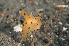 Thecacera