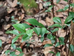 Syzygium elliptifolium