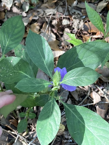Barleria cristata