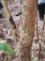 Syzygium elliptifolium