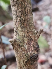 Syzygium elliptifolium