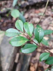 Syzygium elliptifolium