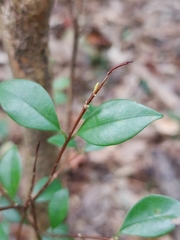 Syzygium elliptifolium