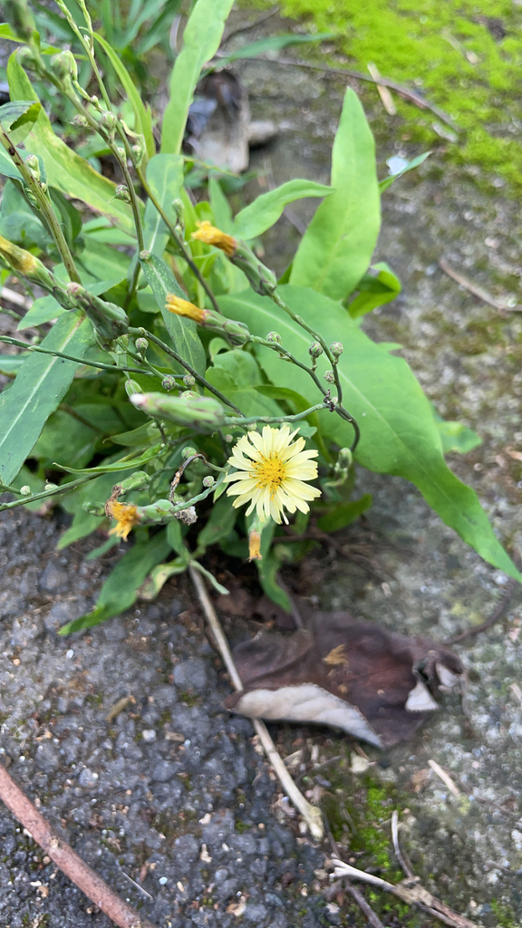 Yellow bristlehair ixeris from 橫山鄉 on November 13, 2022 at 1148 AM by