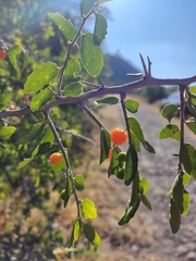 Celtis pallida