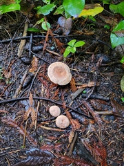 Rhodocybe
