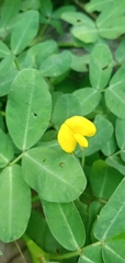 Arachis