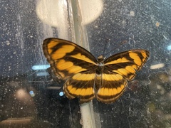 Limenitidinae
