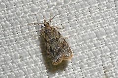 Scoparia basalis