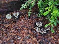 Russula brevipes