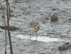Charadrius mongolus