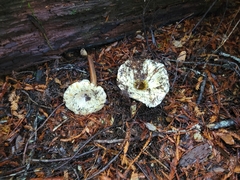 Russula brevipes
