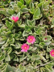 Mesembryanthemum cordifolium
