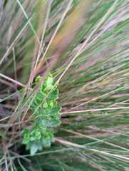Brickellia laciniata