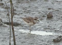 Charadrius mongolus