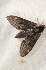 Sphinx poecila
