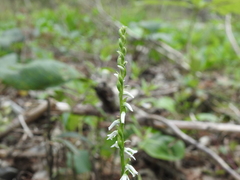 Spiranthes lacera lacera