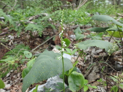 Spiranthes lacera lacera