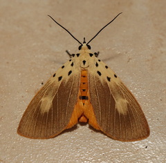 Asota iodamia