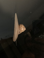 Cornu aspersum