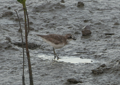 Charadrius mongolus