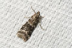 Dioryctria