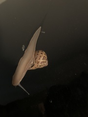 Cornu aspersum