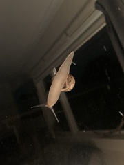 Cornu aspersum