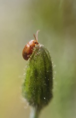 Longitarsus jacobaeae