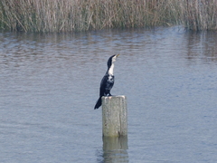 Microcarbo melanoleucos brevirostris