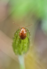 Longitarsus jacobaeae