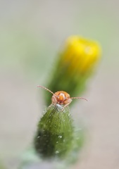 Longitarsus jacobaeae