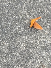 Anisota virginiensis