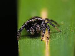 Paraphidippus aurantius