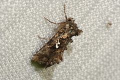 Syngrapha alias