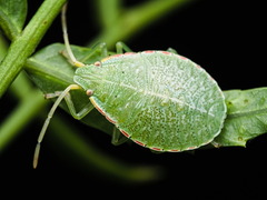 Chlorocoris