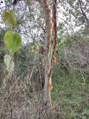 Bursera grandifolia