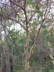 Bursera grandifolia