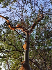 Bursera grandifolia