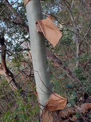 Bursera grandifolia