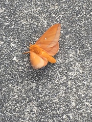 Anisota virginiensis