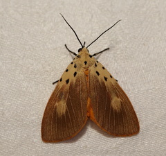 Asota iodamia