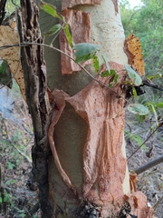 Bursera grandifolia